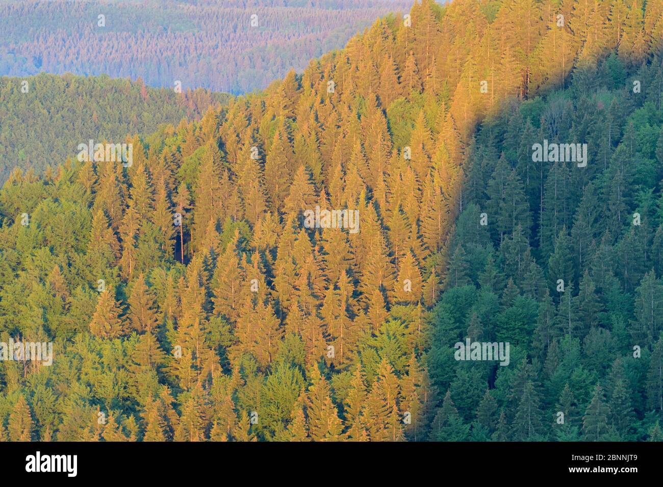 Wald bei Sonnenaufgang, Oberes Donautal, Beuron, Irndorf, Schwäbische Alb, Schwäbische Alb