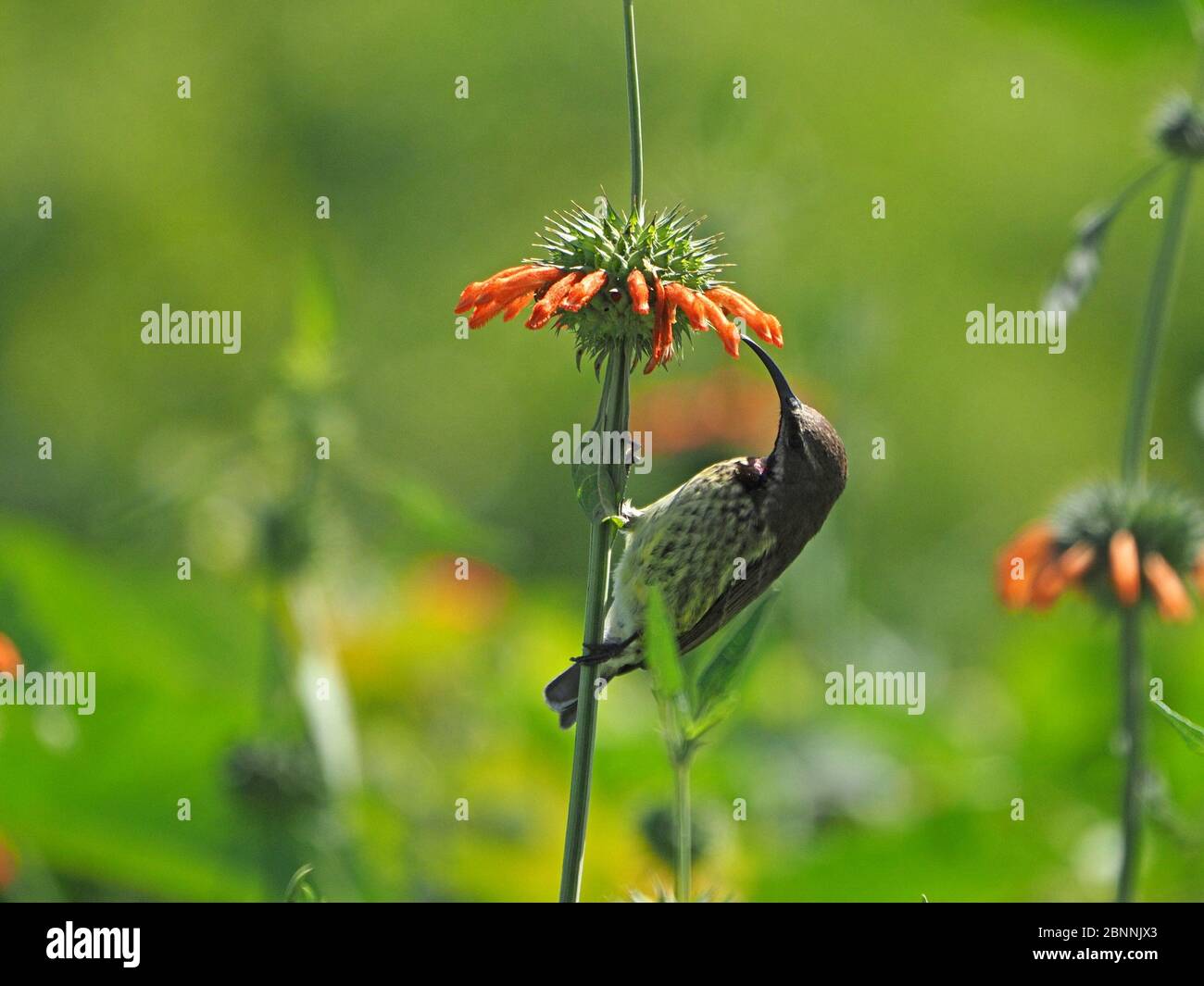 Akrobatikerin Amethyst-Sonnenvogel (Chalcomitra amethystina), die sich am Naivasha-See, Kenia, Afrika, von Nektar der beliebtesten orangen Leotis-Blüten ernährt Stockfoto