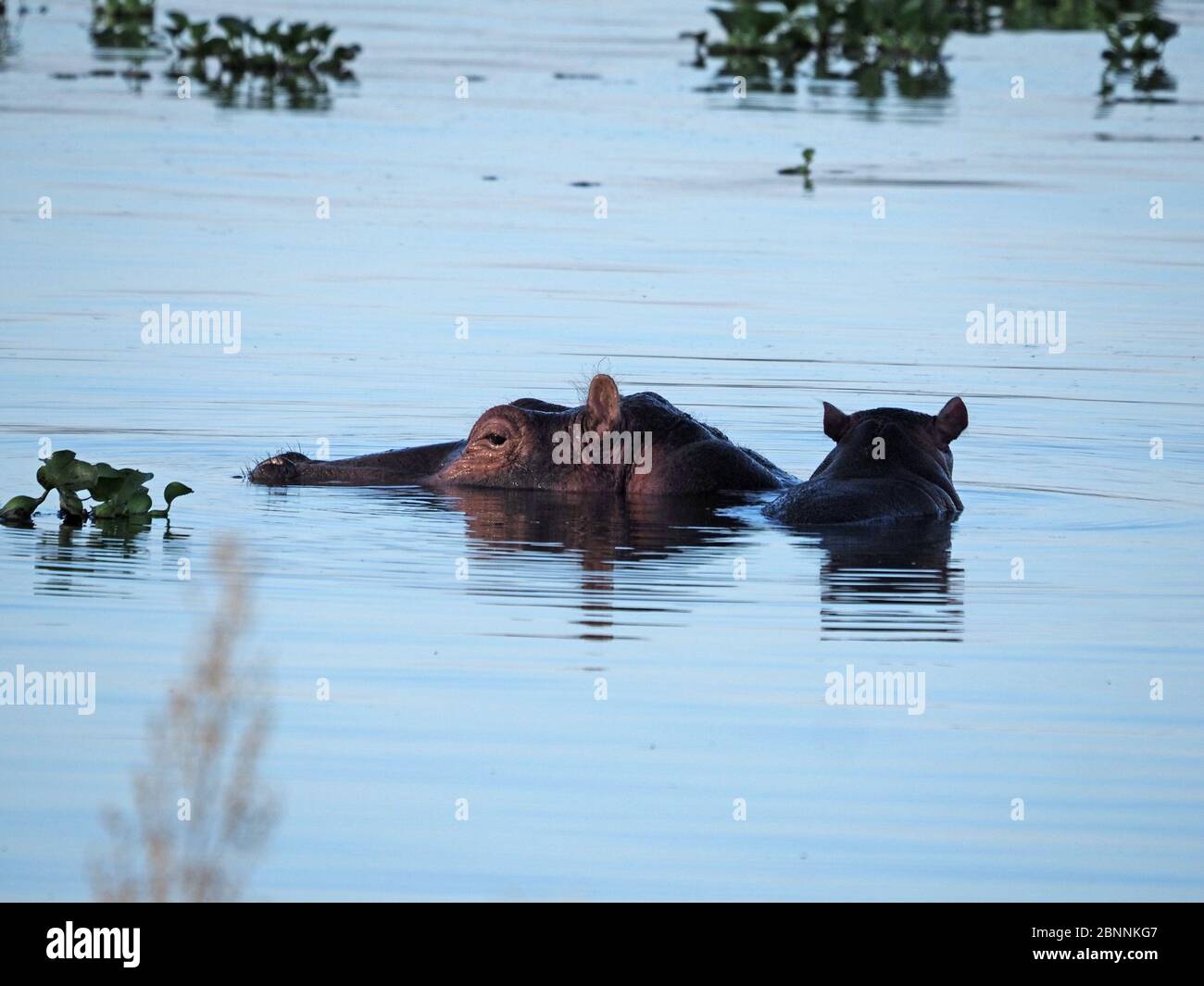 Mutter gewöhnliches Nilpferd (Hippopotamus amphibius) mit ihrem süßen Baby auf dem Rücken in den tropischen Gewässern des Lake Naivasha, Rift Valley Kenia, Afrika Stockfoto