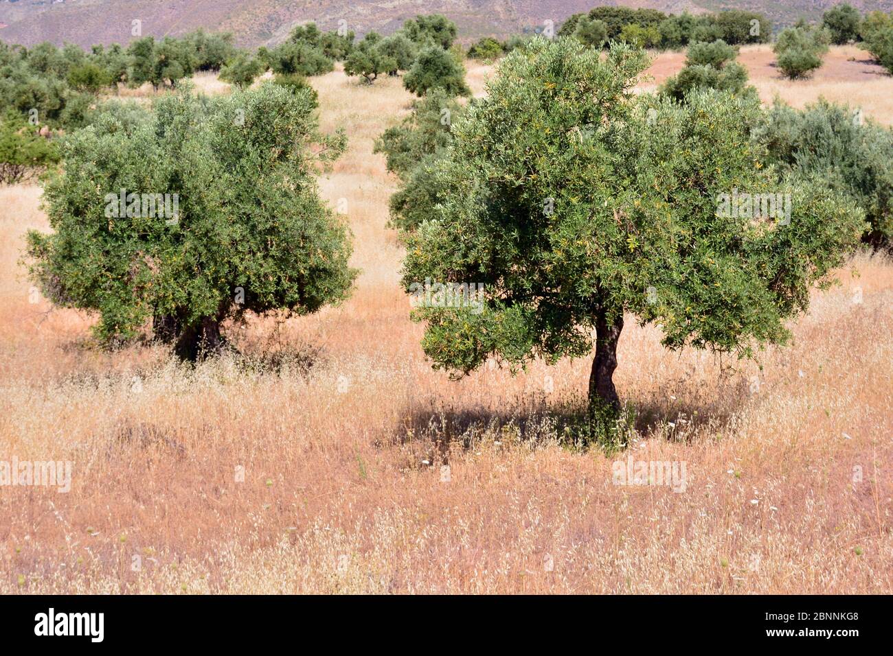 Olivos en un olivar en un campo en Andalucía, España Stockfoto