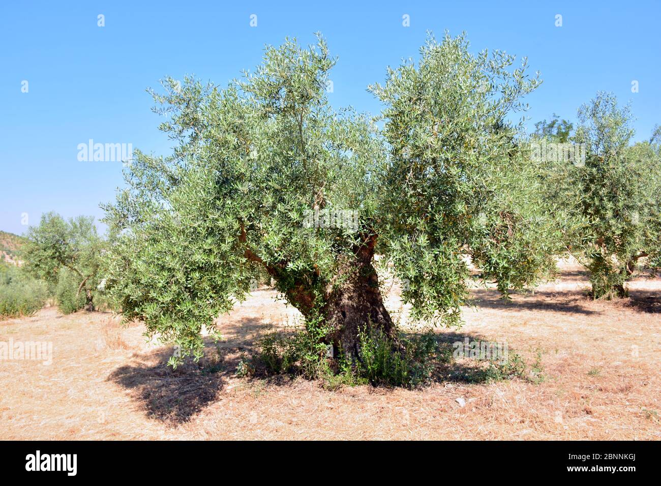 Olivos en un olivar en un campo en Andalucía, España Stockfoto