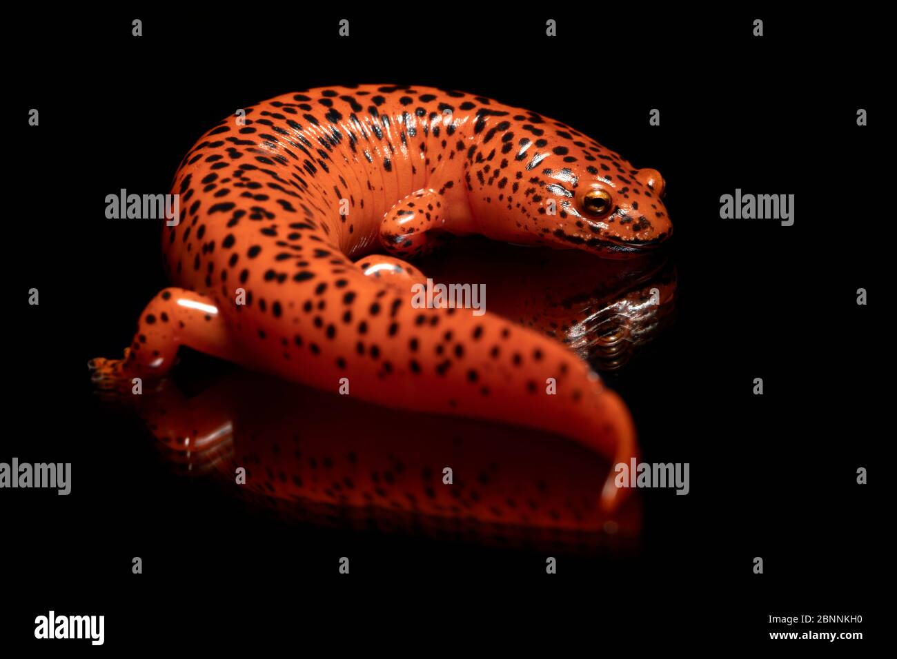 Roter Salamander (Pseudotriton ruber) [Wild - kontrolliertes Exemplar] - Penrose, nahe Brevard, North Carolina, USA Stockfoto