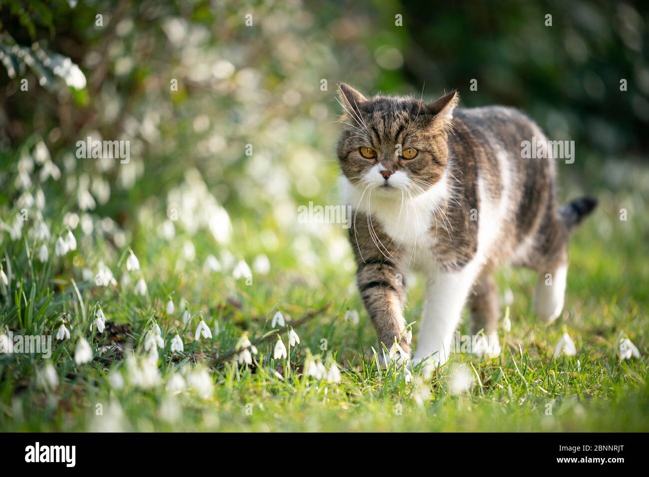 Süße tabby weiße britische Kurzhaarkatze, die im Frühjahr neben Schneeglöpfblumen auf grünem Gras spazierengeht Stockfoto