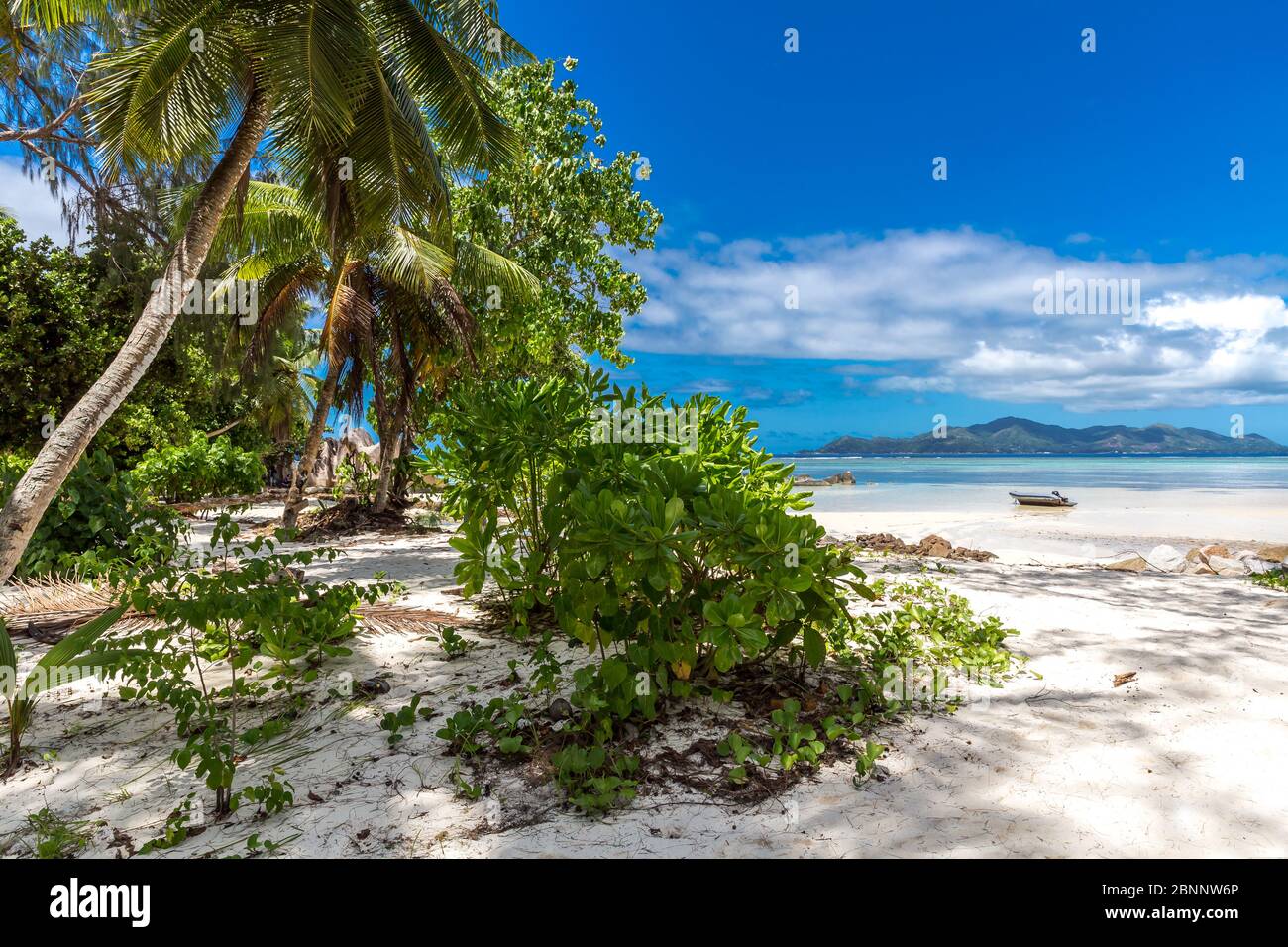 Palmen am Strand von Anse Source d'Argent, La Digue Island, Seychellen, Indischer Ozean, Afrika Stockfoto