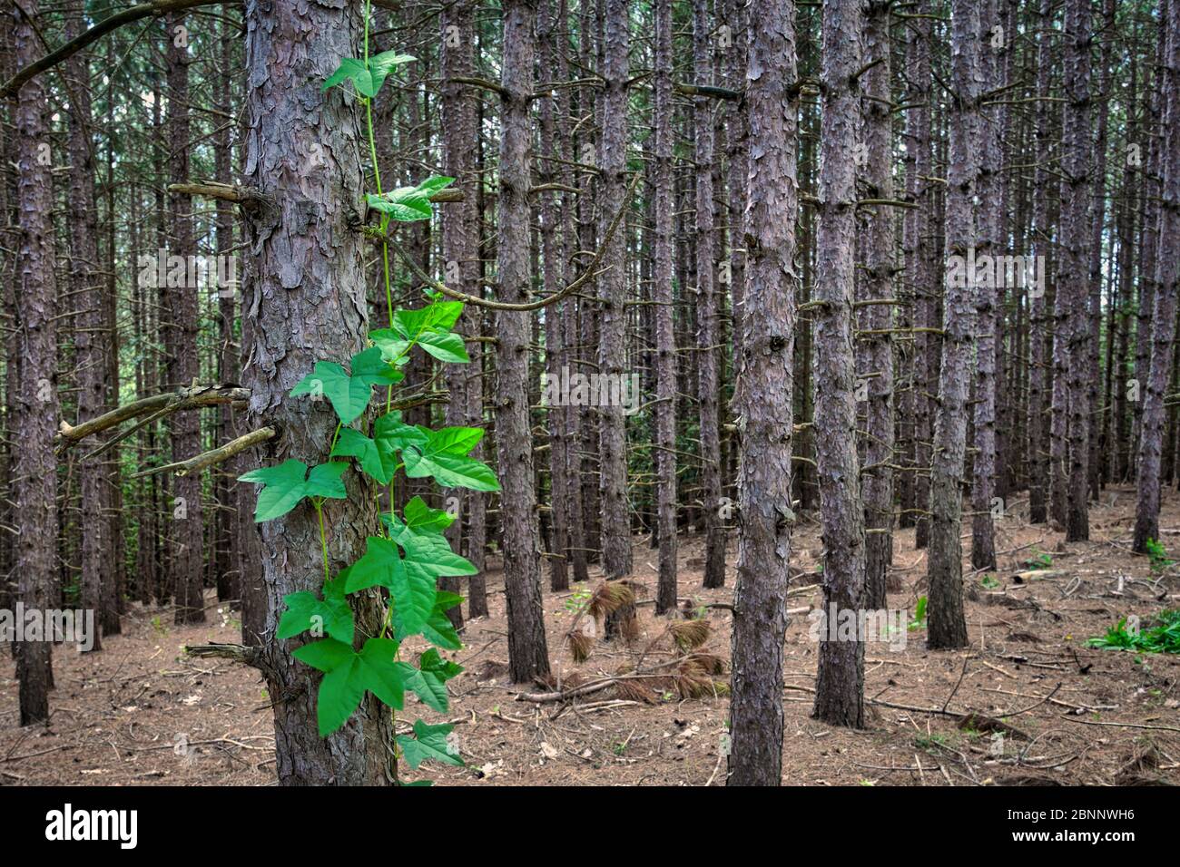 Natürliche Waldlandschaft mit kletternder grüner Pflanze Stockfoto