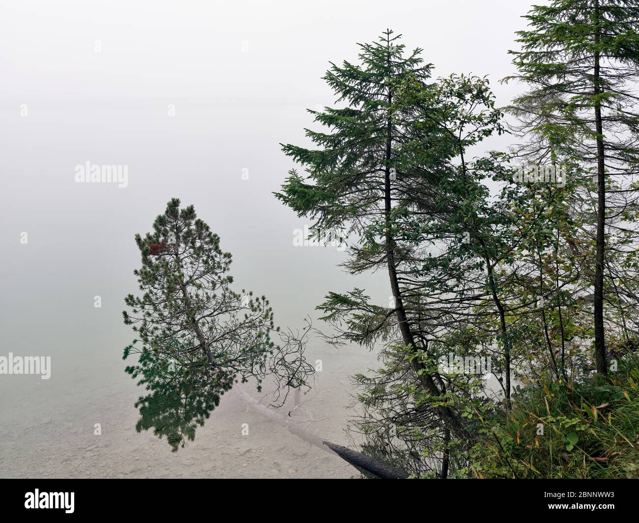 See, Seeufer, Bäume, Nebel, Morgennebel, Herbststimmung, Spätsommer, Herbst Stockfoto