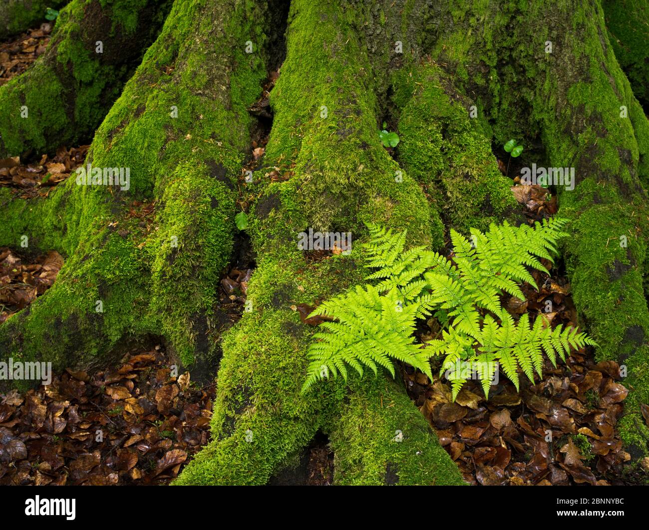 Fern im Dschungel Sababurg, Reinhardswald, Hessen Stockfoto