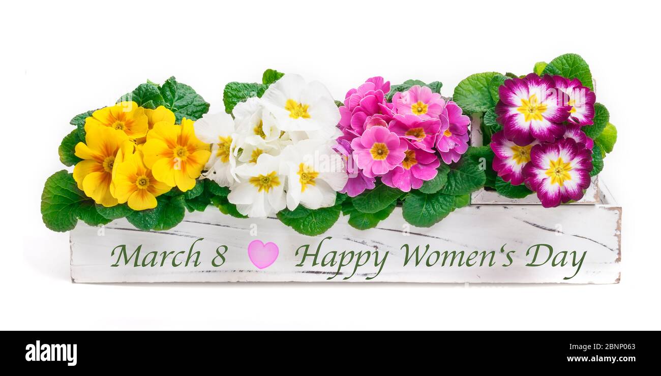 Happy Women's Day, Women's Day, Primeln, Frühlingsdekorationen, Blumenarrangements Stockfoto