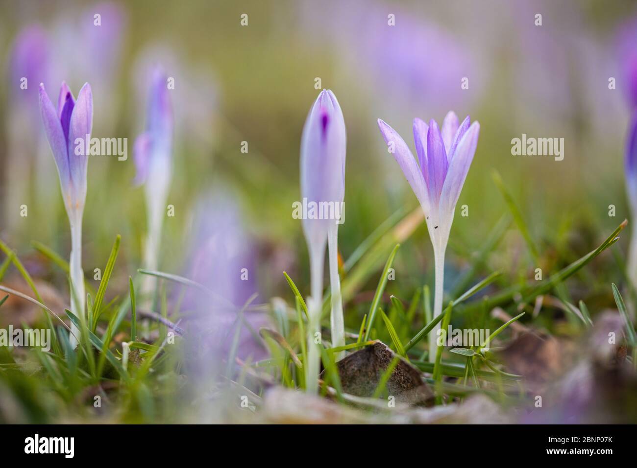 Krokusse (Crocus tommasinianus) auf einer Wiese. Nahaufnahme / Makro Stockfoto