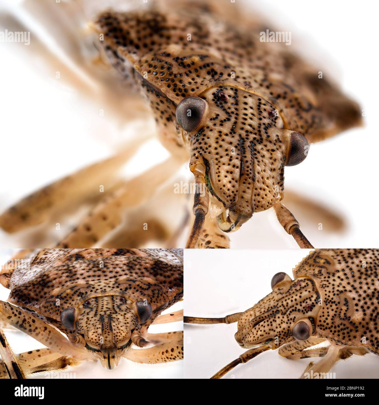 Collage eines kleinen braunen Stinkbugs, fotografiert im Ultra-Makro Stockfoto