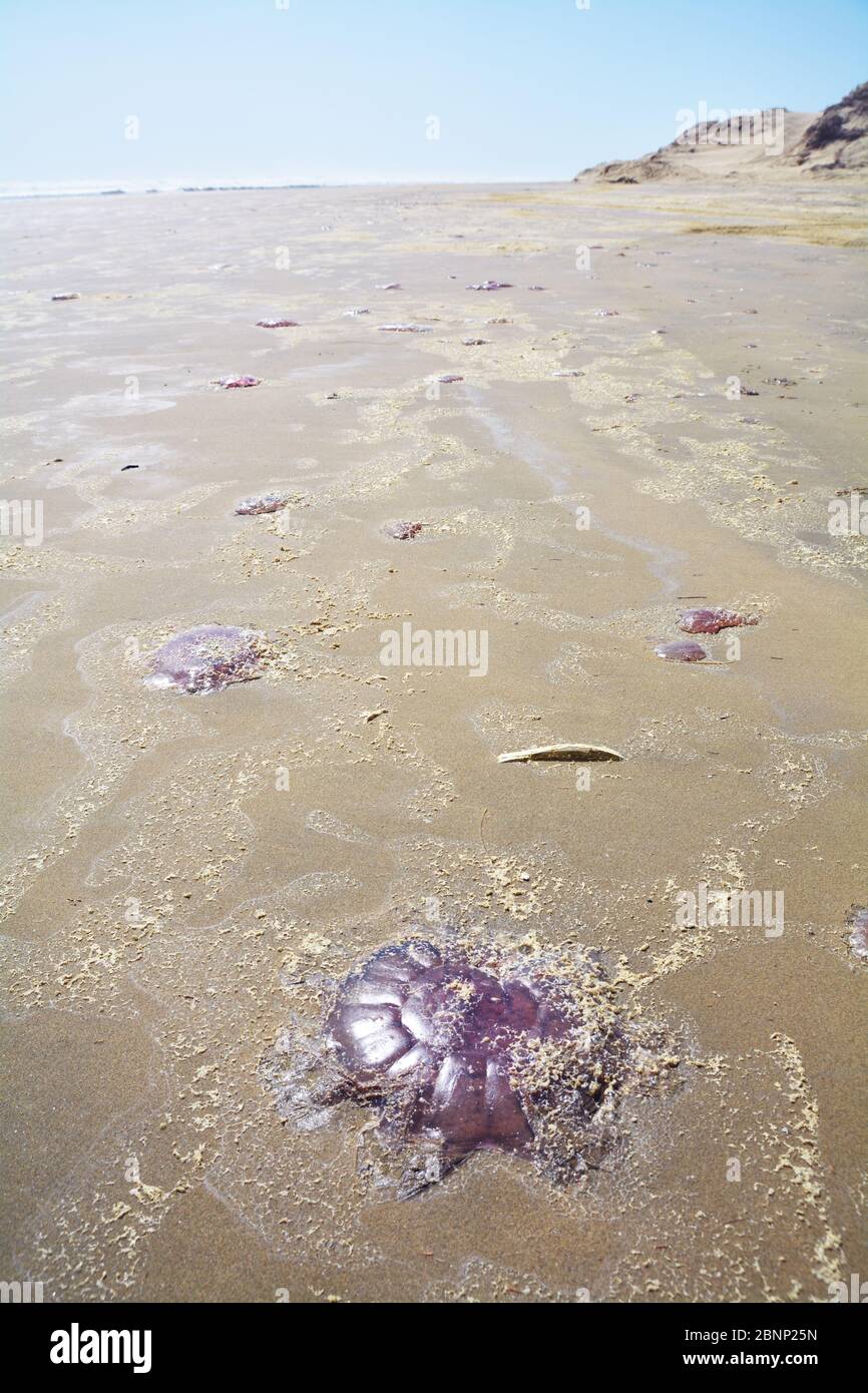 Stranden Quallen am Ninthy Mile Beach, Neuseeland, Nordinsel Stockfoto