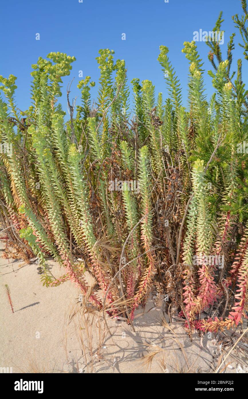 Australien, Vegetation Stockfoto