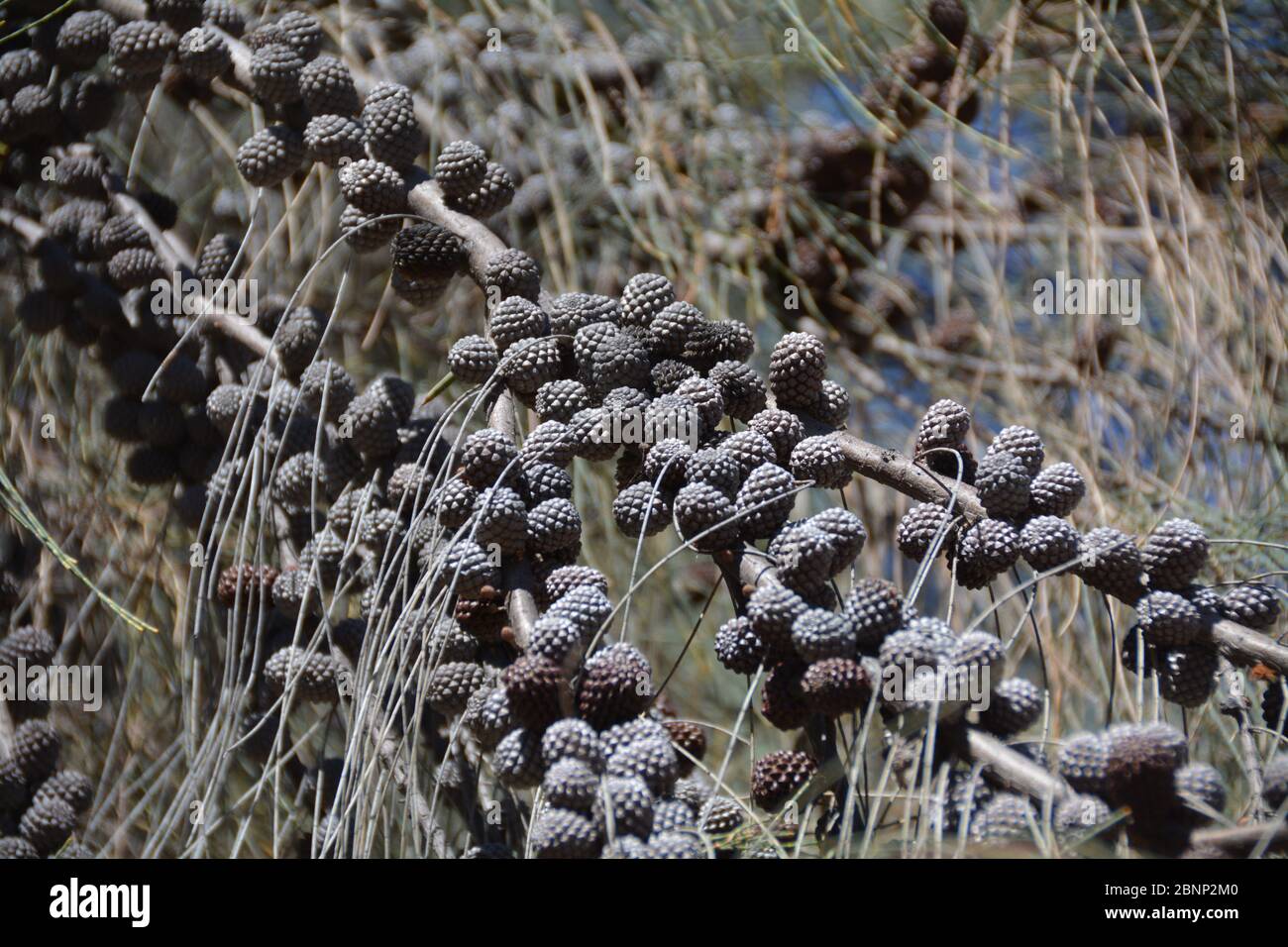 Australische Vegetation im Outback Stockfoto