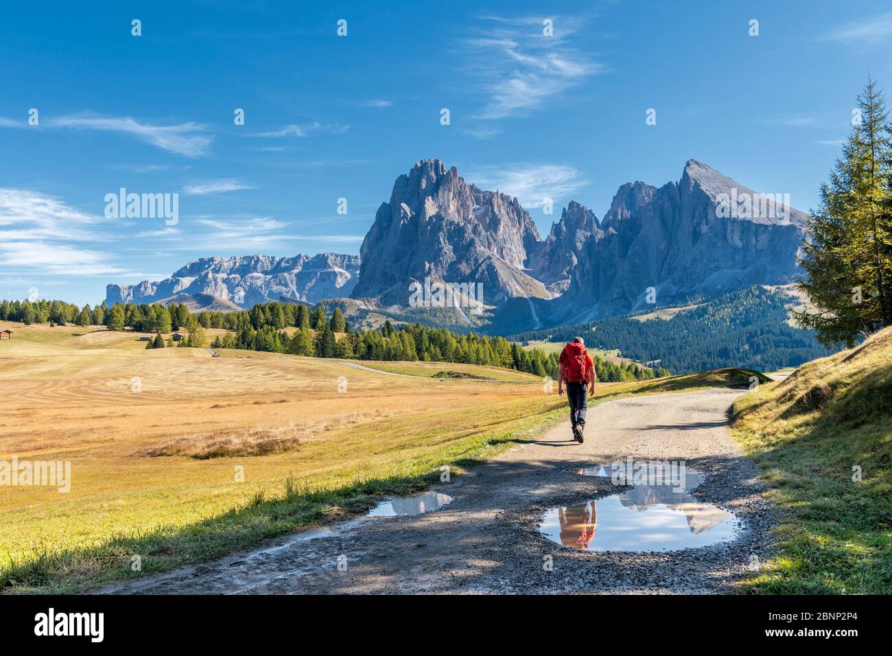 Seiser Alm, Kastelruth, Südtirol, Bozen, Italien, Europa. Ein Wanderer auf dem Weg zur Seiser Alm mit Blick auf den Langkofel Stockfoto