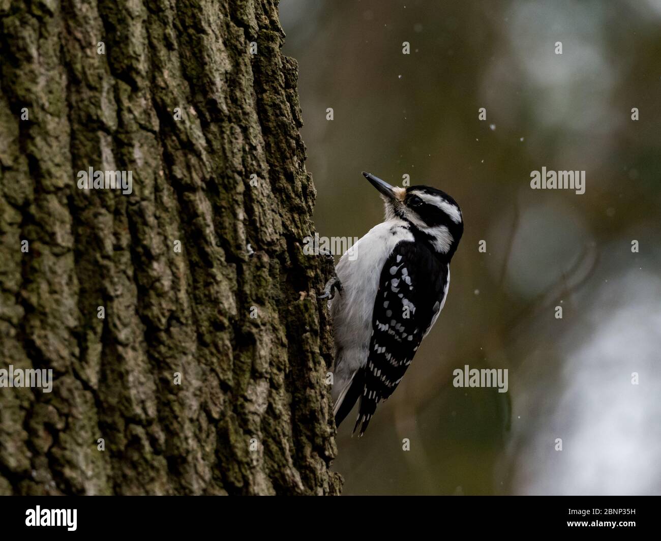 Flauschspecht, Dryobates pubescens, ein häufiger Vogel in den Wäldern von Ohio in den Vereinigten Staaten Stockfoto