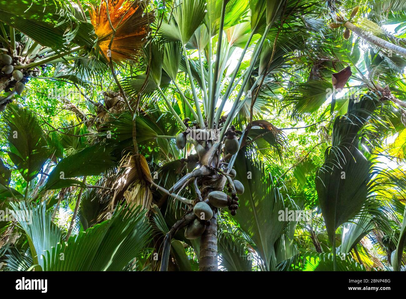 Coco de mer, Kokosnuss, größter Samen der Erde, Früchte auf der Seychellen-Palme (Lodoicea maldivica), Vallee de Mai Nationalpark, UNESCO-Welterbe, Praslin Island, Seychellen, Stockfoto