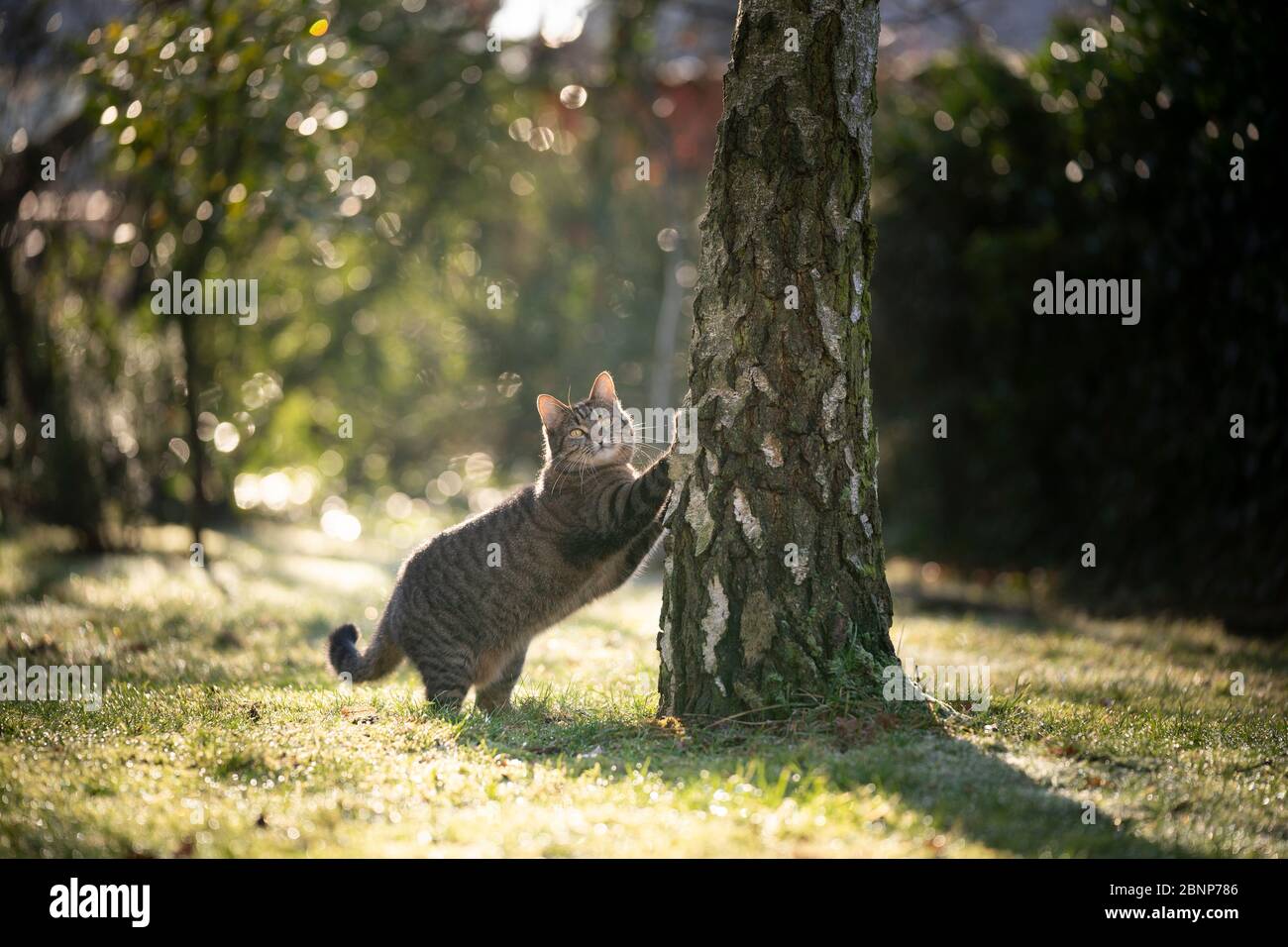 Tabby Katze kratzen auf Birke im Freien ini Sonnenlicht Blick auf Kamera Stockfoto