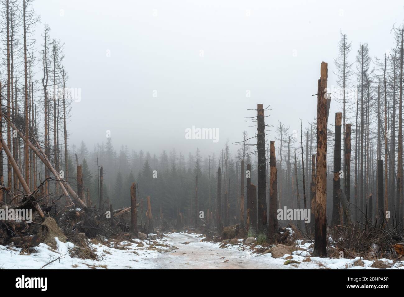 Sturmschaden im Harz. Bäume haben Risse. Stockfoto