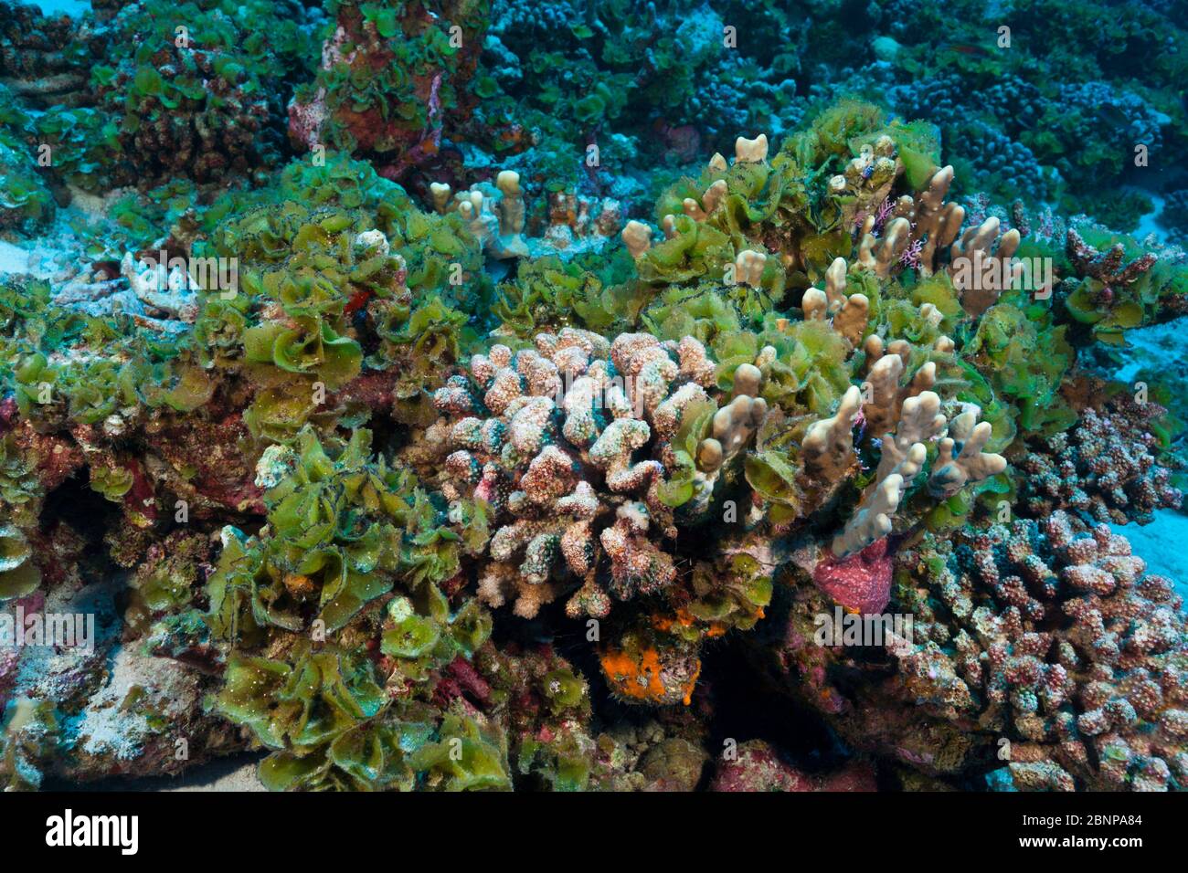 Korallenbleiche, Fakarava, Tuamotu Archipel, Französisch-Polynesien Stockfoto