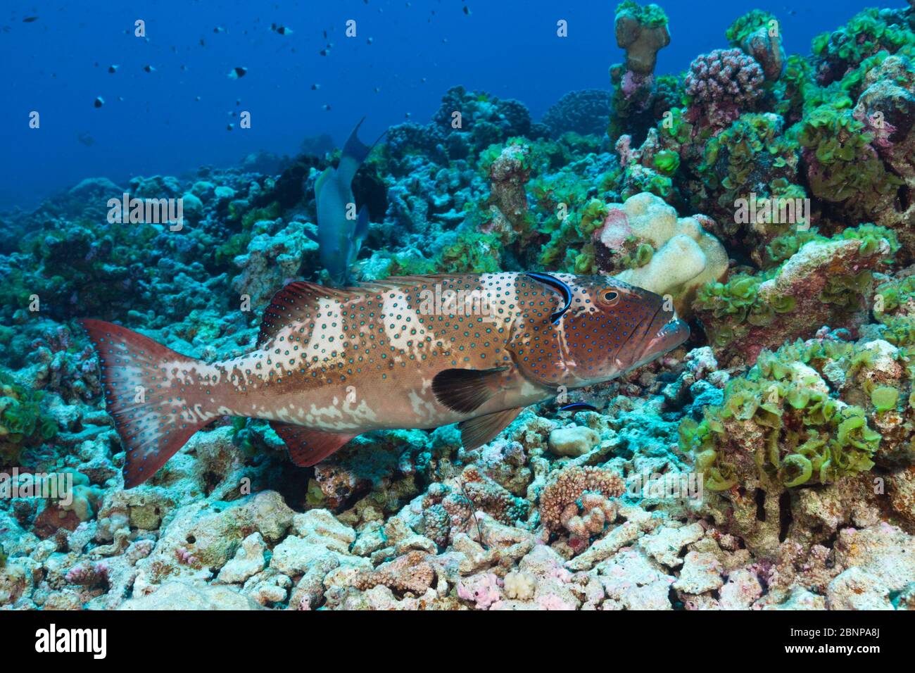 Saddleback Coral Trout an der Reinigungsstation, Plectropomus laevis, Fakarava, Tuamotu Archipel, Französisch-Polynesien Stockfoto
