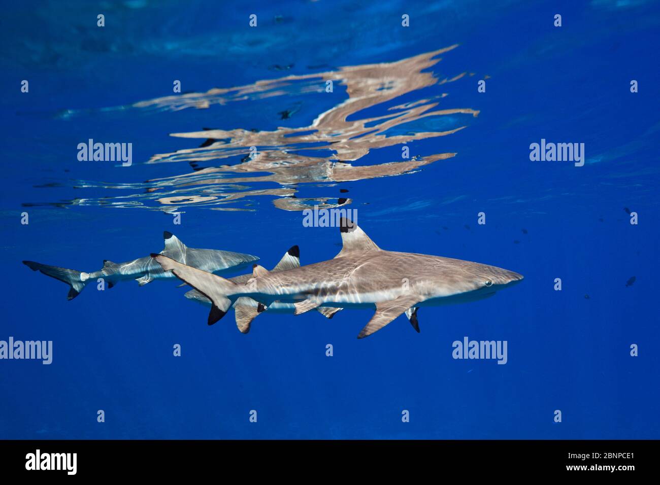 Blacktip Reef Sharks unterhalb der Wasseroberfläche, Carcharhinus melanopterus, Moorea, Französisch-Polynesien Stockfoto