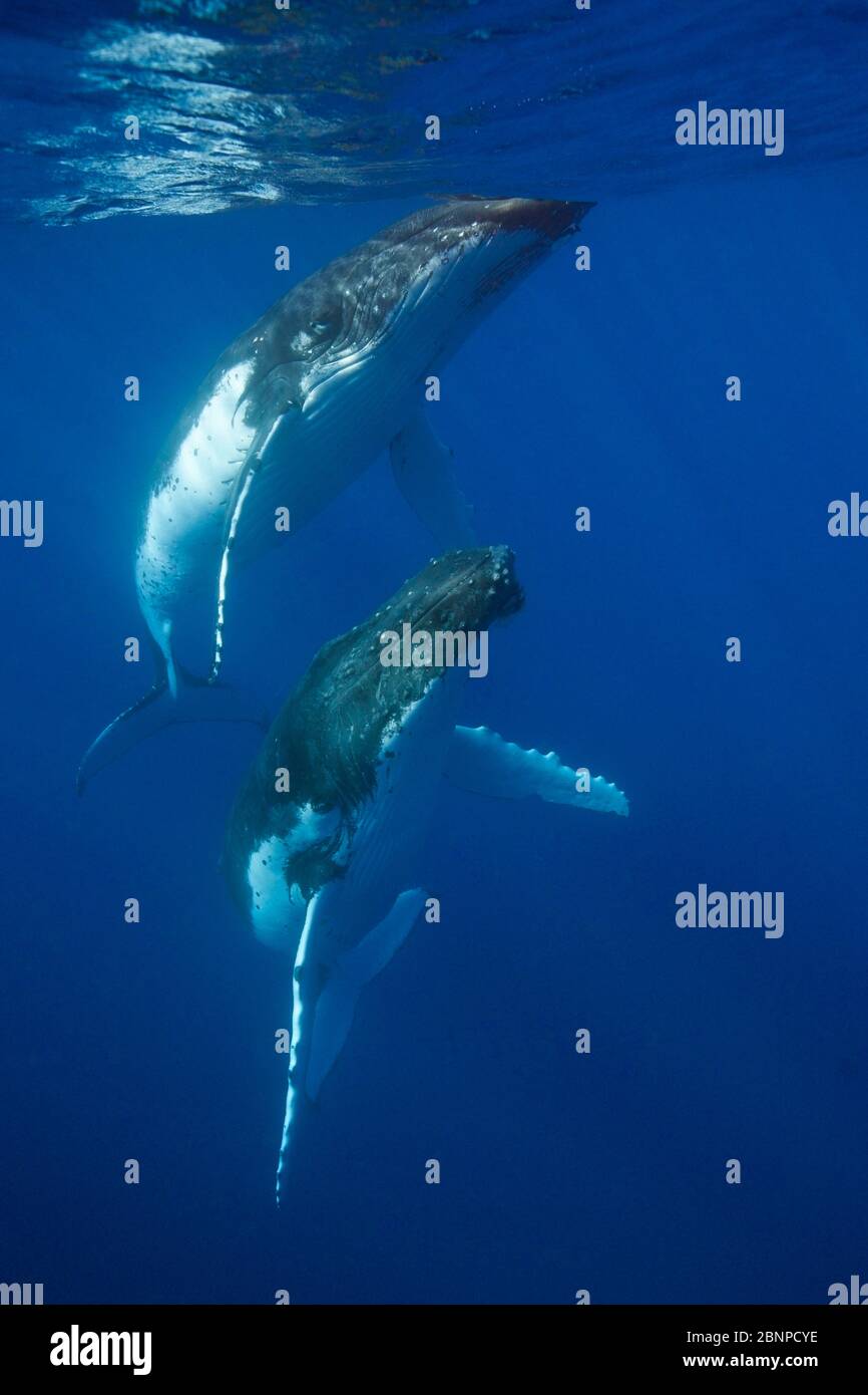 Paar Humpback-Wale, Megaptera novaeangliae, Moorea, Französisch-Polynesien Stockfoto