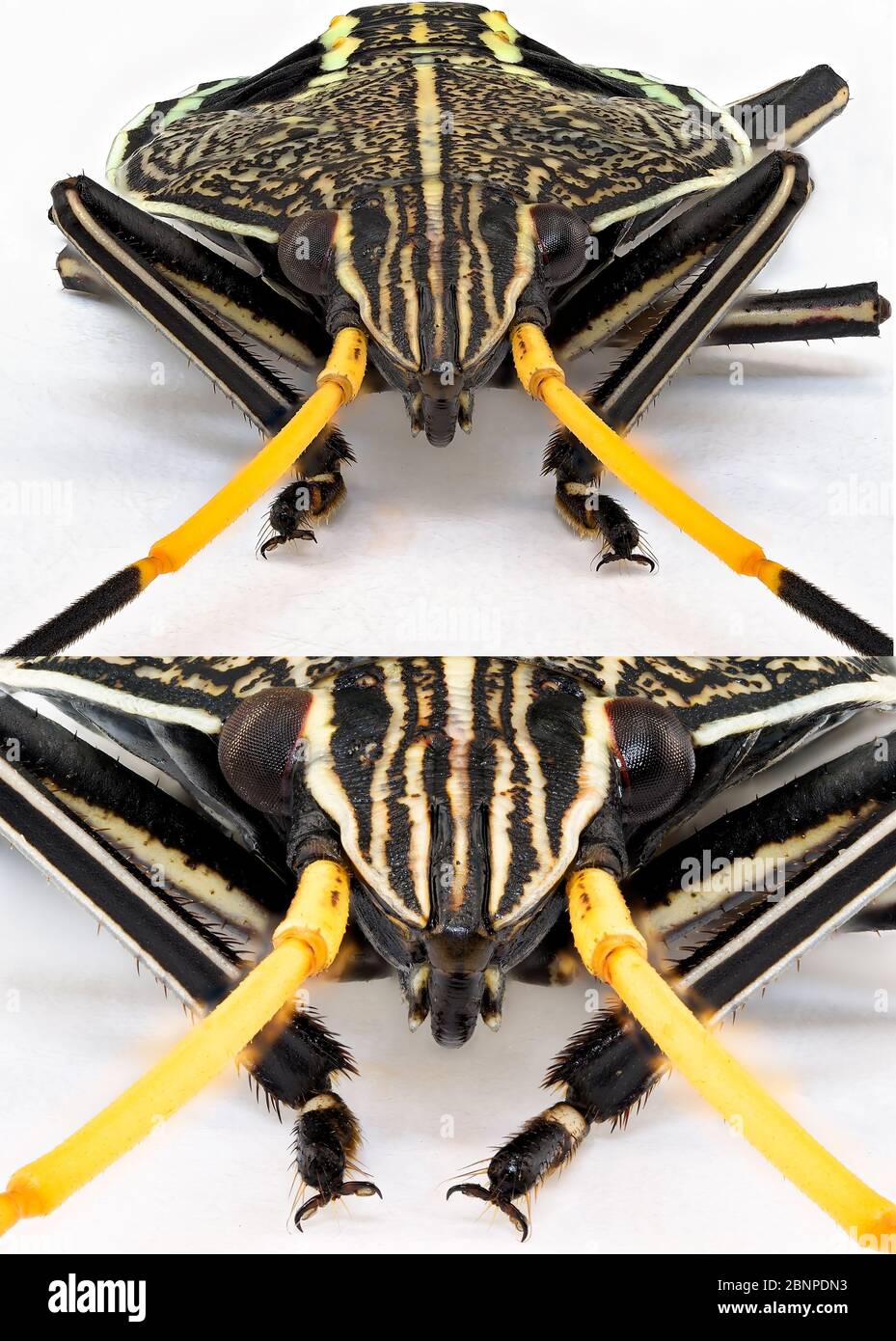 Collage von Bildern in Ultra-Makro eines Orange Black Stink Bug isoliert auf einem weißen Hintergrund Stockfoto