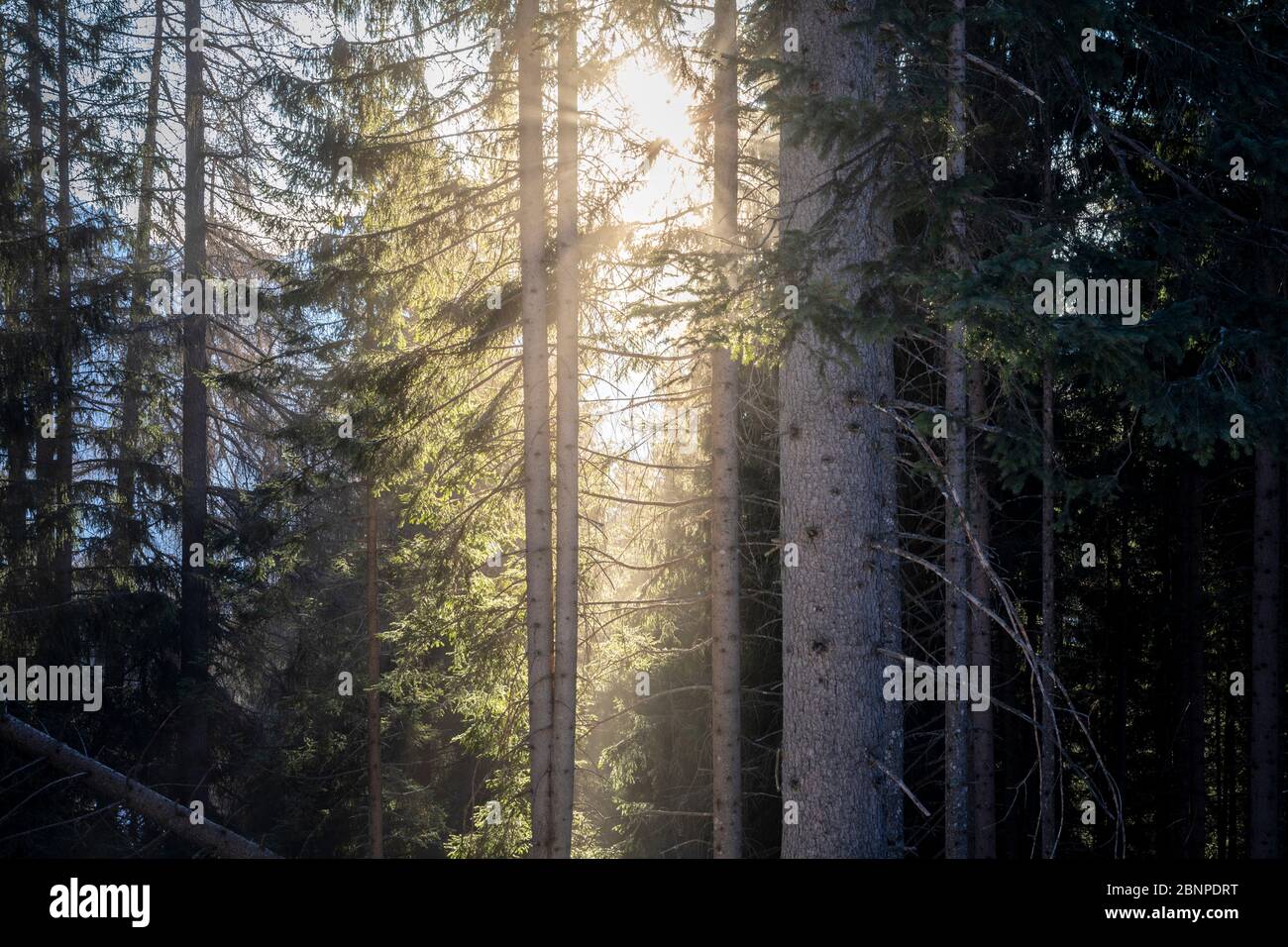 Licht, das durch die Bäume, Nadelwald, belluno, dolomiten filtert Stockfoto