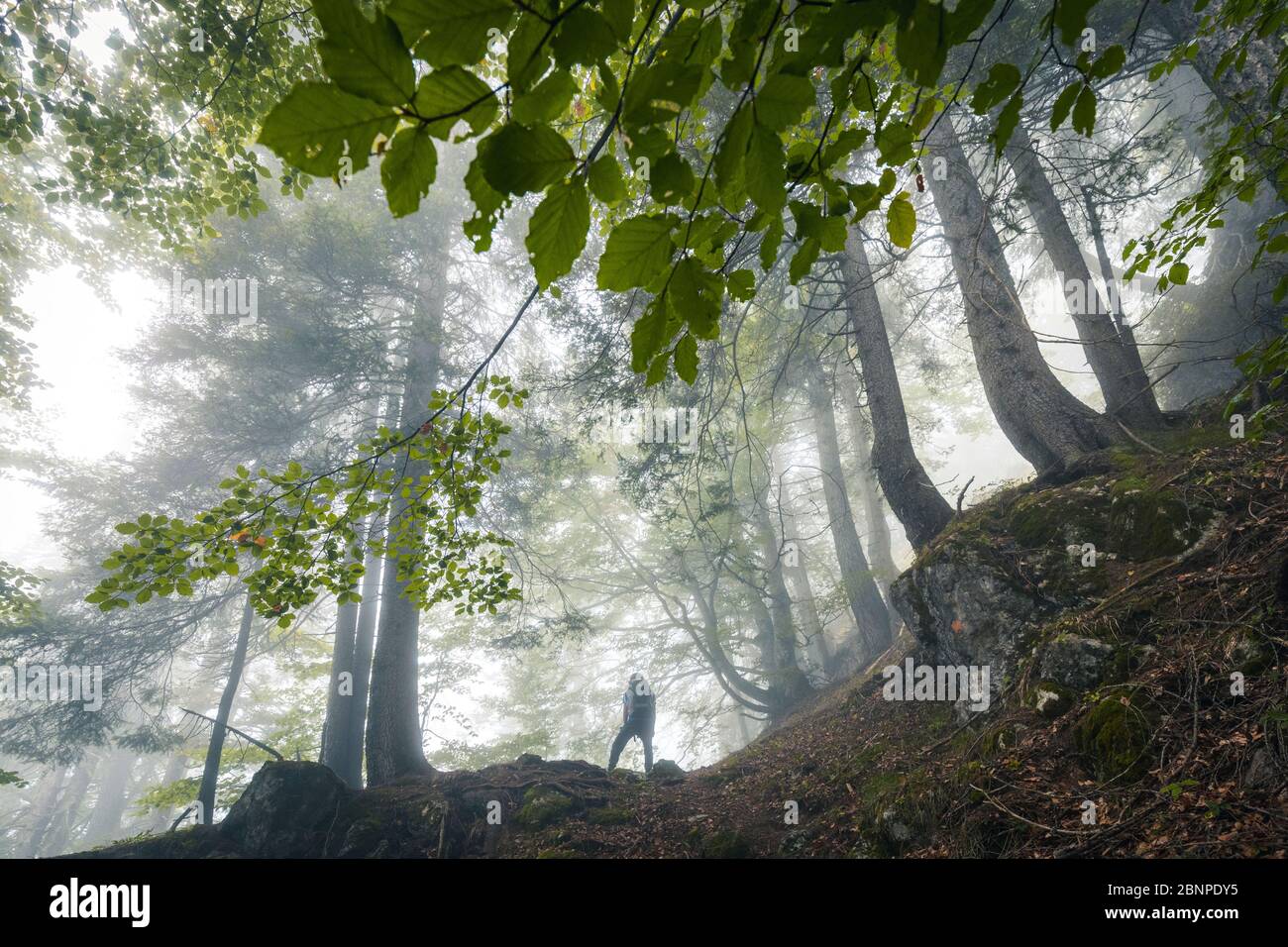 Junge Wanderer erkunden einen Buchenwald an einem düsteren Tag, san lucano Tal, taibon agordino, belluno, venetien, italien Stockfoto