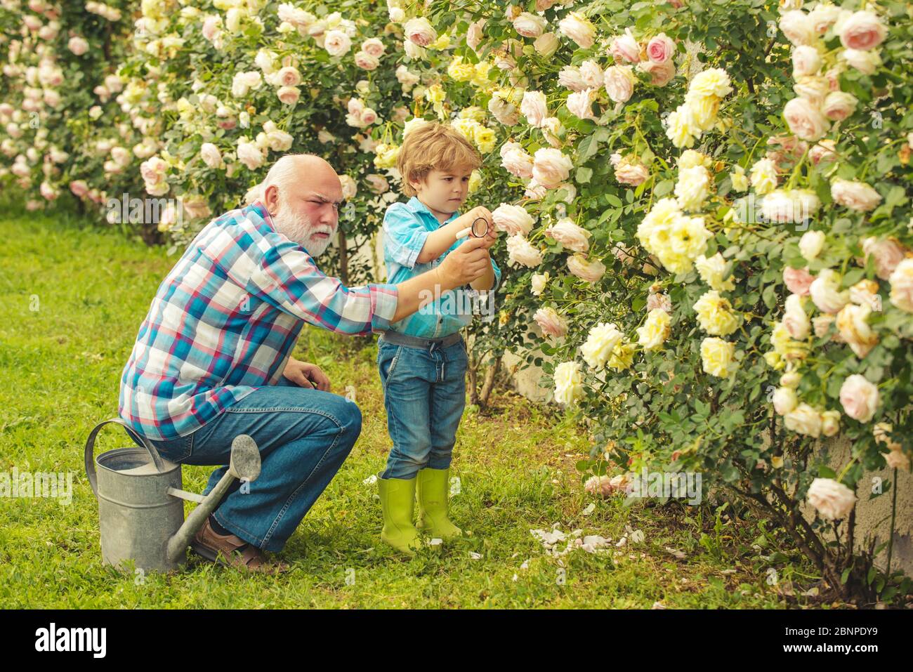 Blume Rose Pflege und Bewässerung. Großvater mit Enkel zusammen im Garten. Großvater im Gespräch mit Enkel. Enkel und Großvater verbringen Zeit in t Stockfoto