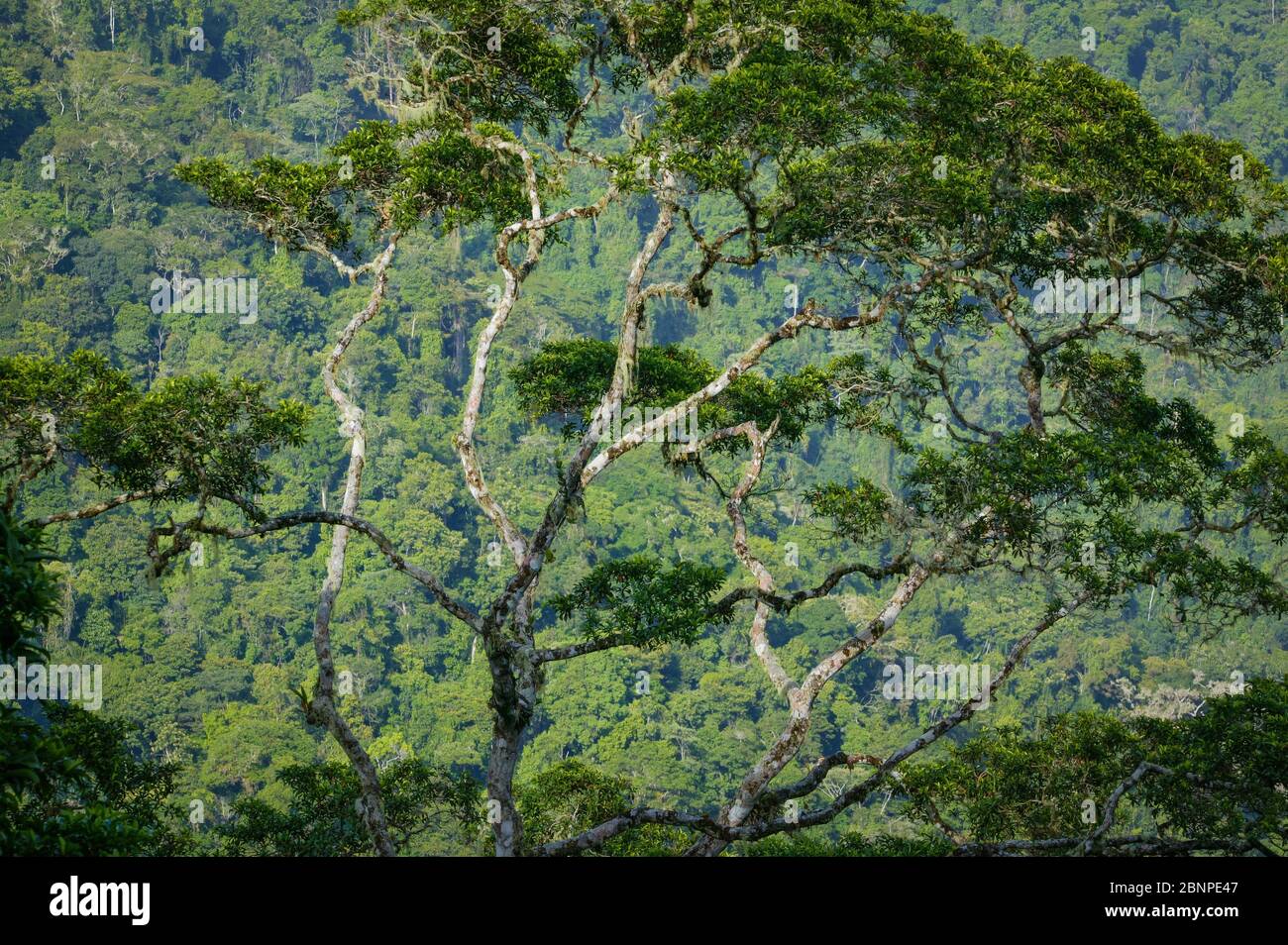 Schöne Regenwaldbäume am Cerro Pirre, Darien Nationalpark, Darien Provinz, Republik Panama. Stockfoto