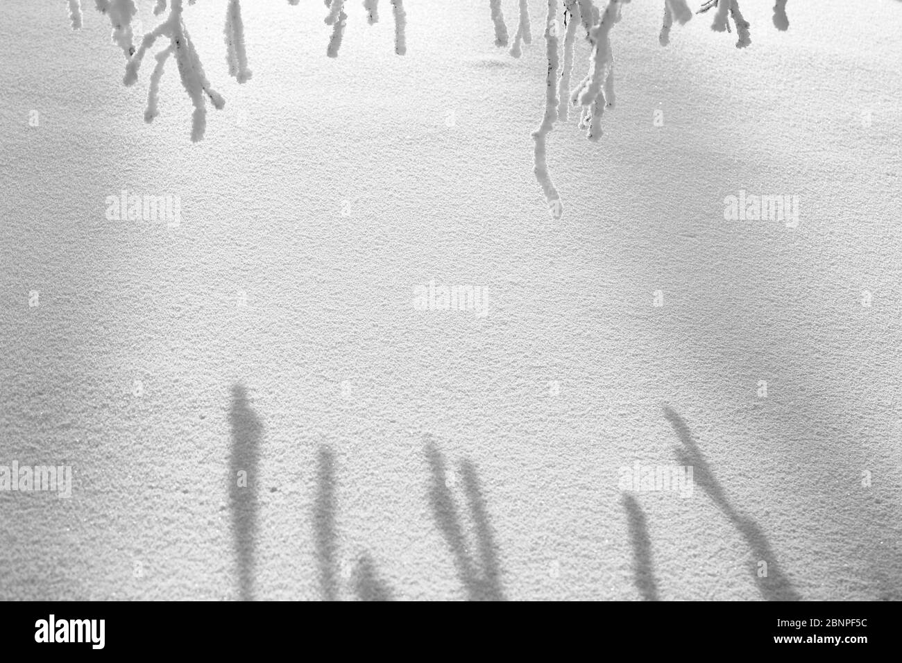 Finnland, Lappland, Winter, Schneedecke, Detail Stockfoto