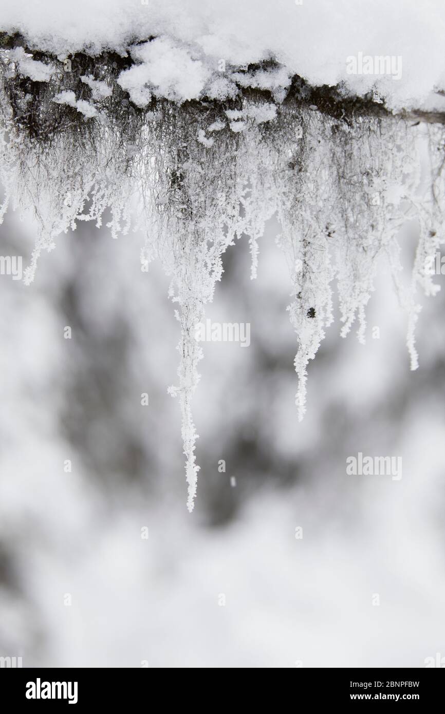 Finnland, Lappland, Winter, Flechten Stockfoto