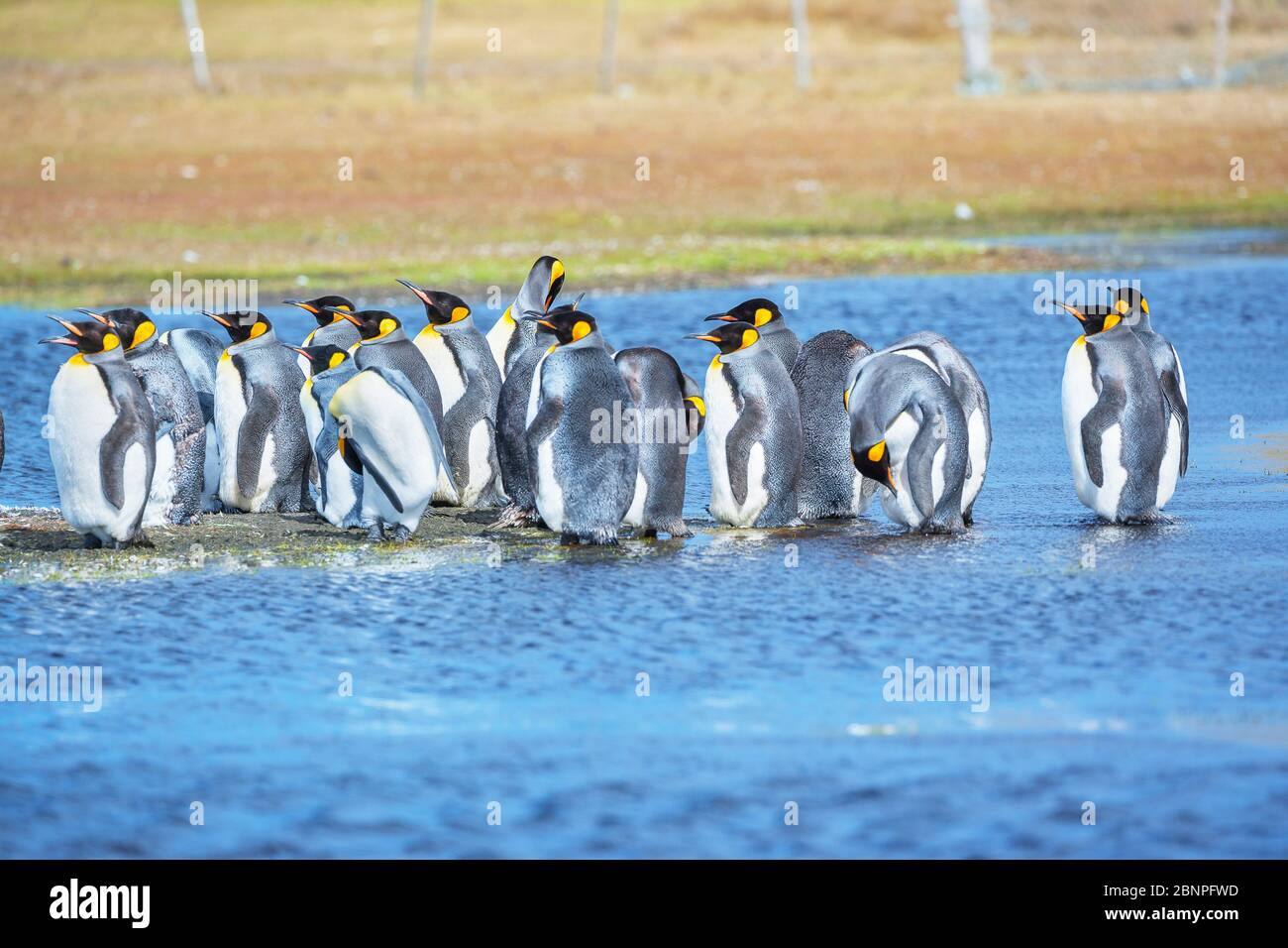 Eine Gruppe von King-Pinguinen (Aptenodytes patagonicus), die in Süßwasser baden, Ostfalkland, Falklandinseln, Stockfoto