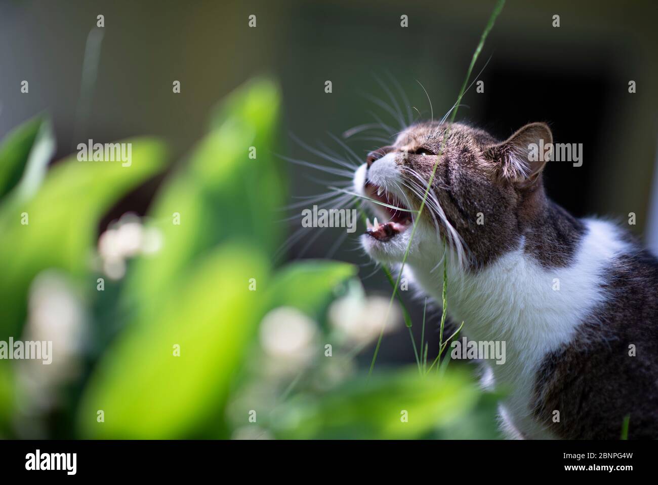 Tabby weiß britischen Kurzhaar Katze essen Gras im Freien Stockfoto