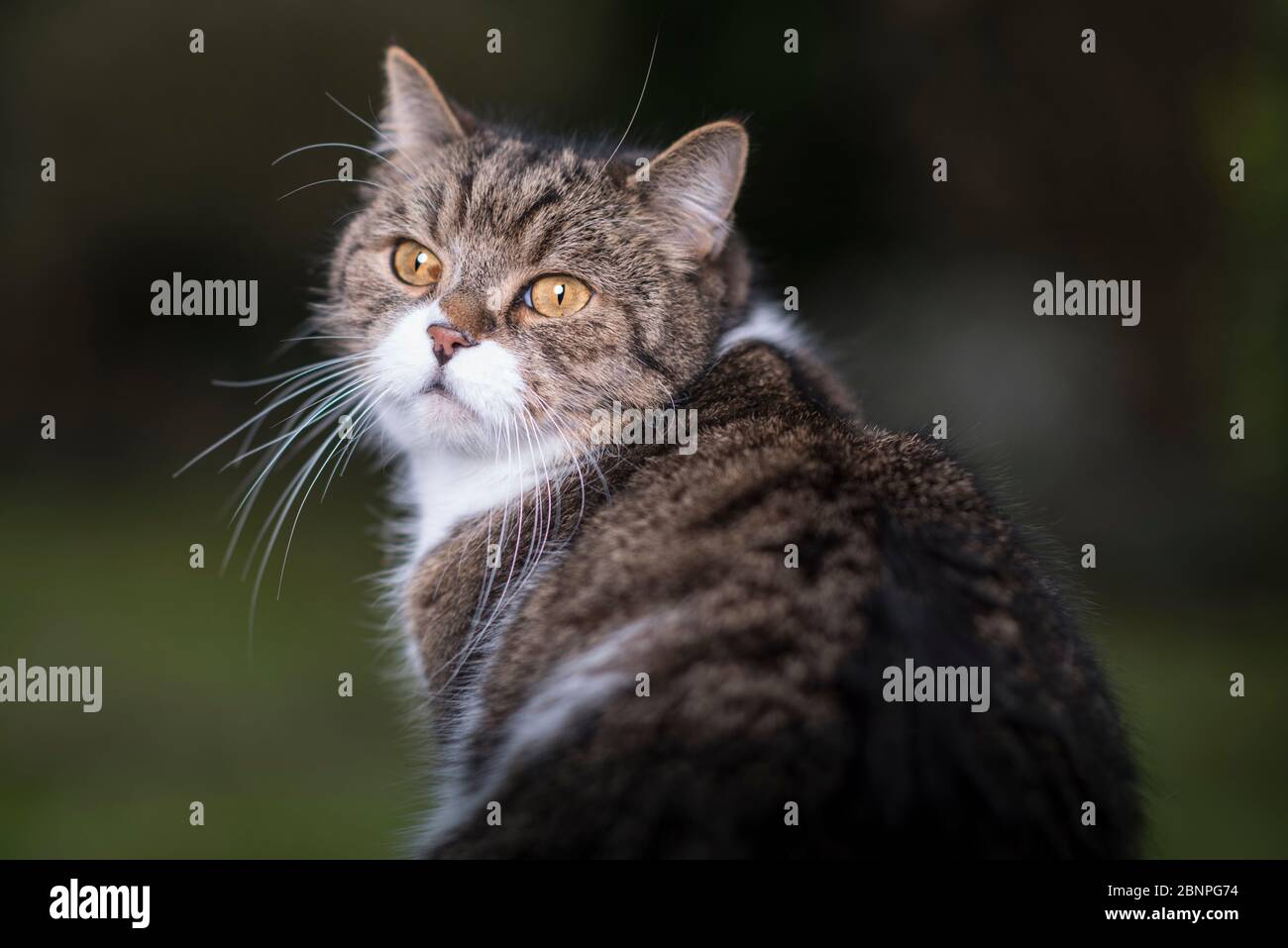 Porträt einer tabby weißen britischen Kurzhaarkatze, die im Freien zurückblickt Stockfoto