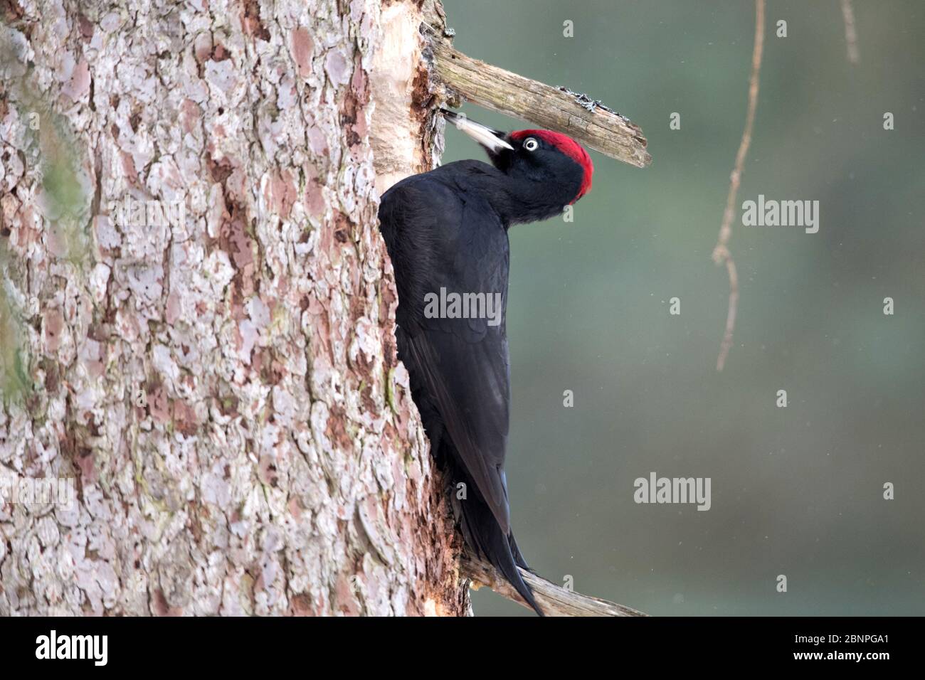 Schwarzspecht baut eine Höhle Stockfoto