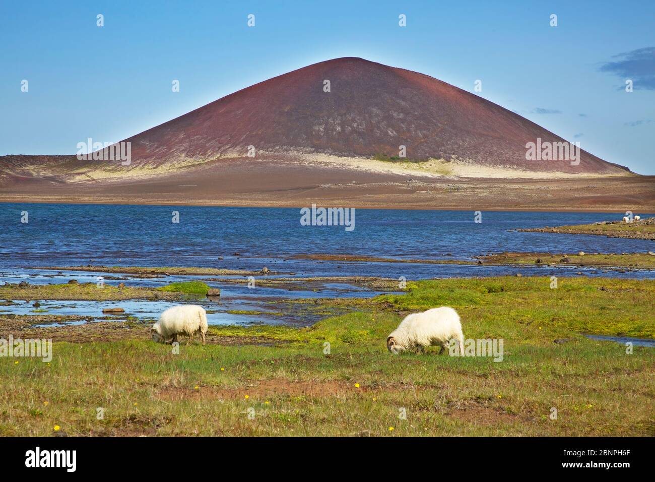 Schafe auf dem Selvallavatn und der Vulkankegel 'Raudakula', aus dem die Lava des Berserkjahraun vor 4000 Jahren abgelassen hat. Stockfoto