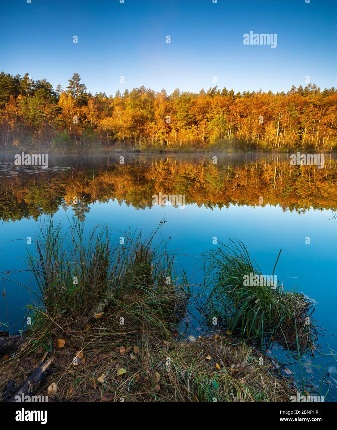 Deutschland, Mecklenburg-Vorpommern, Müritz Nationalpark, Stiller See im Herbst, bunter Wald reflektiert, Morgennebel, Wienpietschseen Stockfoto