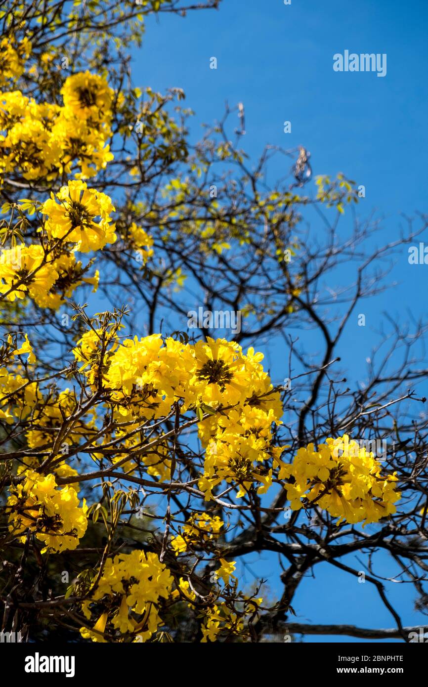 Araguaney's Blüten: Venezuelas 'Nationalbaum' mit seinen blühenden, intensiven gelben Blüten. Stockfoto