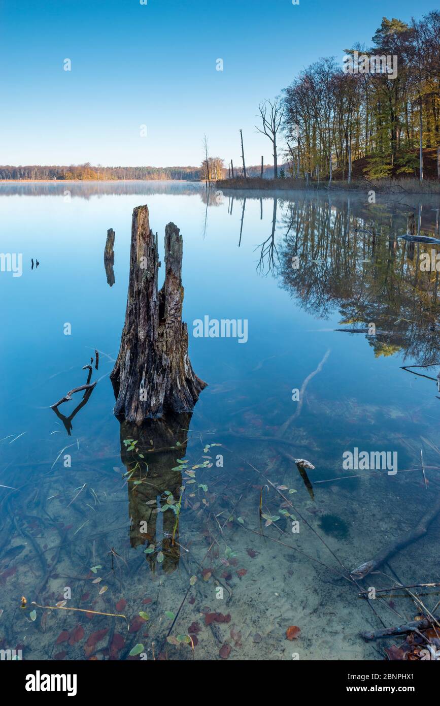 Deutschland, Mecklenburg-Vorpommern, Müritz Nationalpark, Stiller See mit Morgennebel im Herbst, Baumstumpf im klaren Wasser, bunter Wald reflektiert Stockfoto