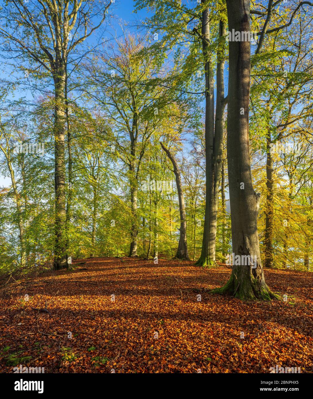 Deutschland, Mecklenburg-Vorpommern, Müritz Nationalpark, Untergebiet Serrahn, UNESCO-Weltnaturbuchenwälder der Karpaten und alte Buchenwälder Deutschlands, unberührter Buchenwald im Herbst Stockfoto