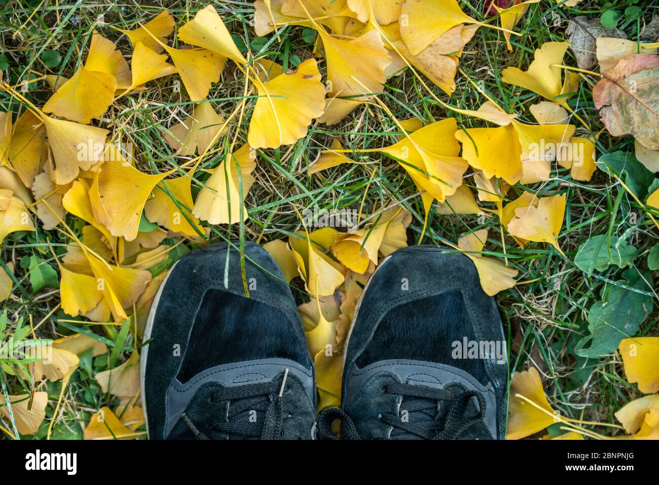 Ein Paar Turnschuhe auf dem Rasen mit Ginkgo bedeckt Blätter Stockfoto