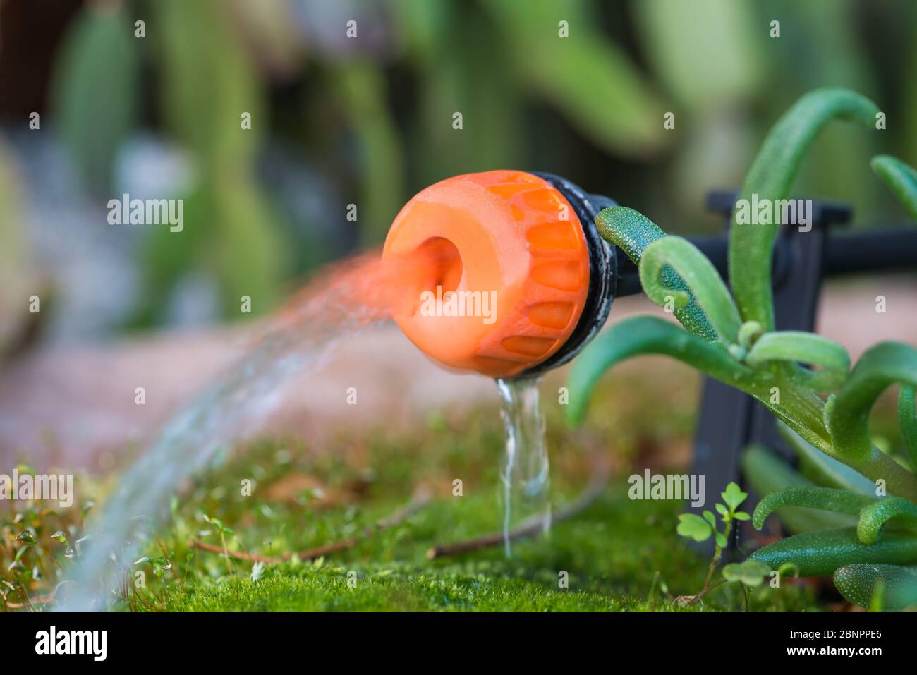 Micro-Tropfbewässerungssystem. Nahaufnahme eines verstellbaren Tropfkopfes in einem Pflanzentopf. Gartenarbeit Stockfoto