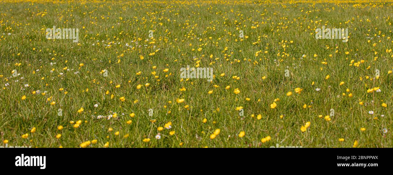 Eine Wildlife Meadow voller gelb blühender Butterblumen Stockfoto