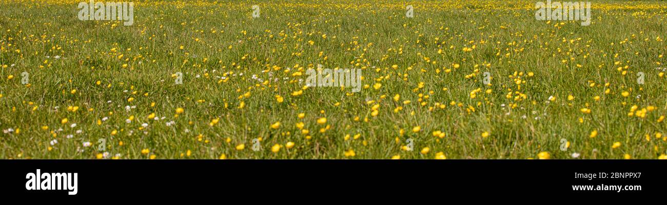 Eine Wildlife Meadow voller gelb blühender Butterblumen Stockfoto