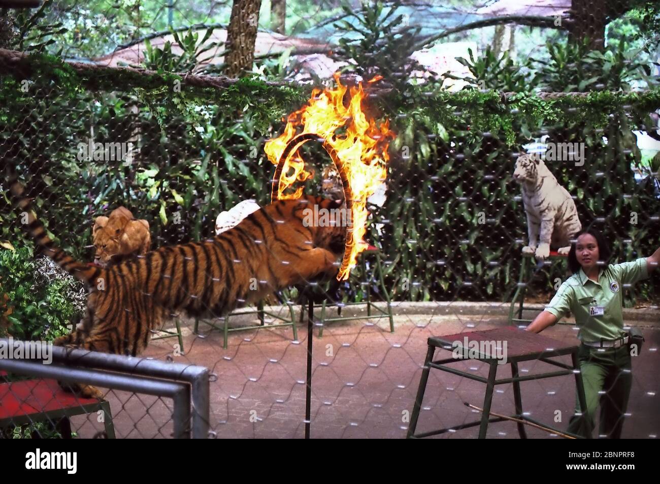 Tiger springt durch brennende Feuerschleife während einer Show auf Taman Safari Indonesia in Cisarua, West Java Provinz, Indonesien. Archivbild. Stockfoto