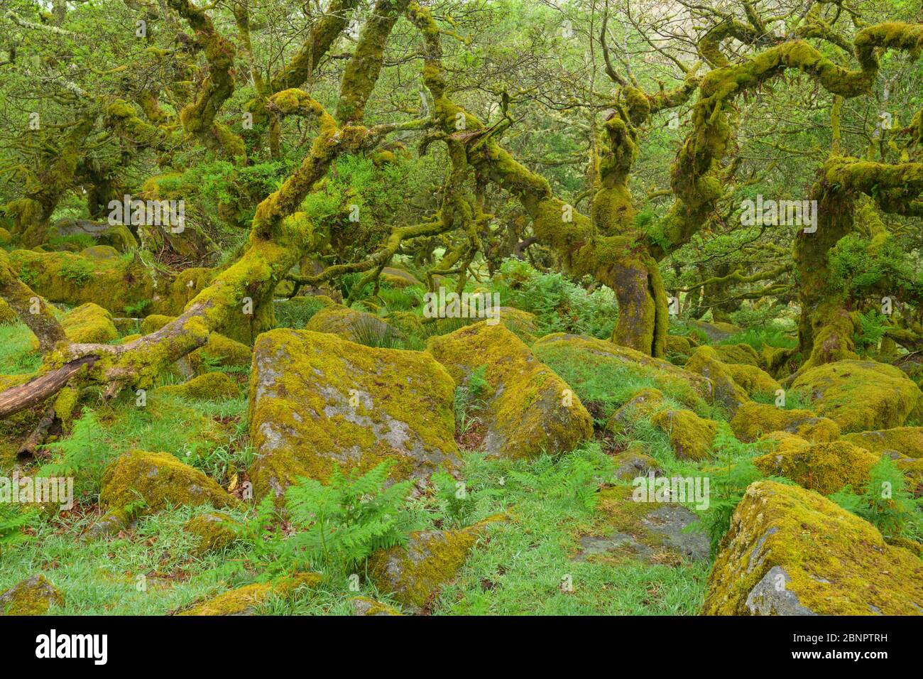 Gruseliger alter Eichenwald mit moosigen Felsen, Wistman's Wood, Dartmoor, Two Bridges, Princetown, Devon, Südwestengland, England, Großbritannien, Europa Stockfoto