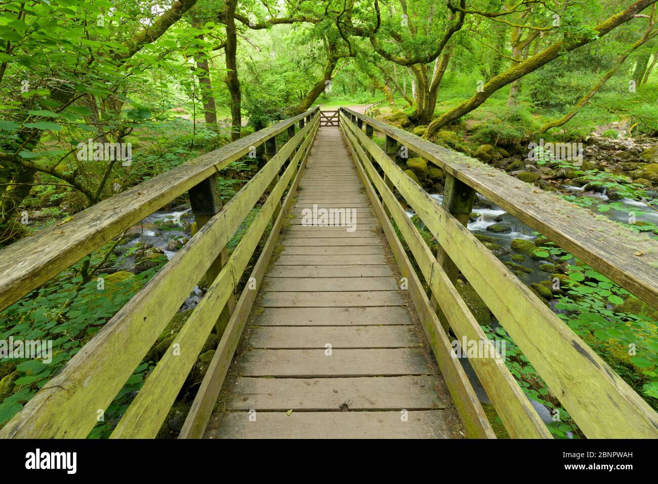Steg über Fluss plym, Dewerstone wood, Plymouth, Devon, England, Vereinigtes Königreich, Europa Stockfoto