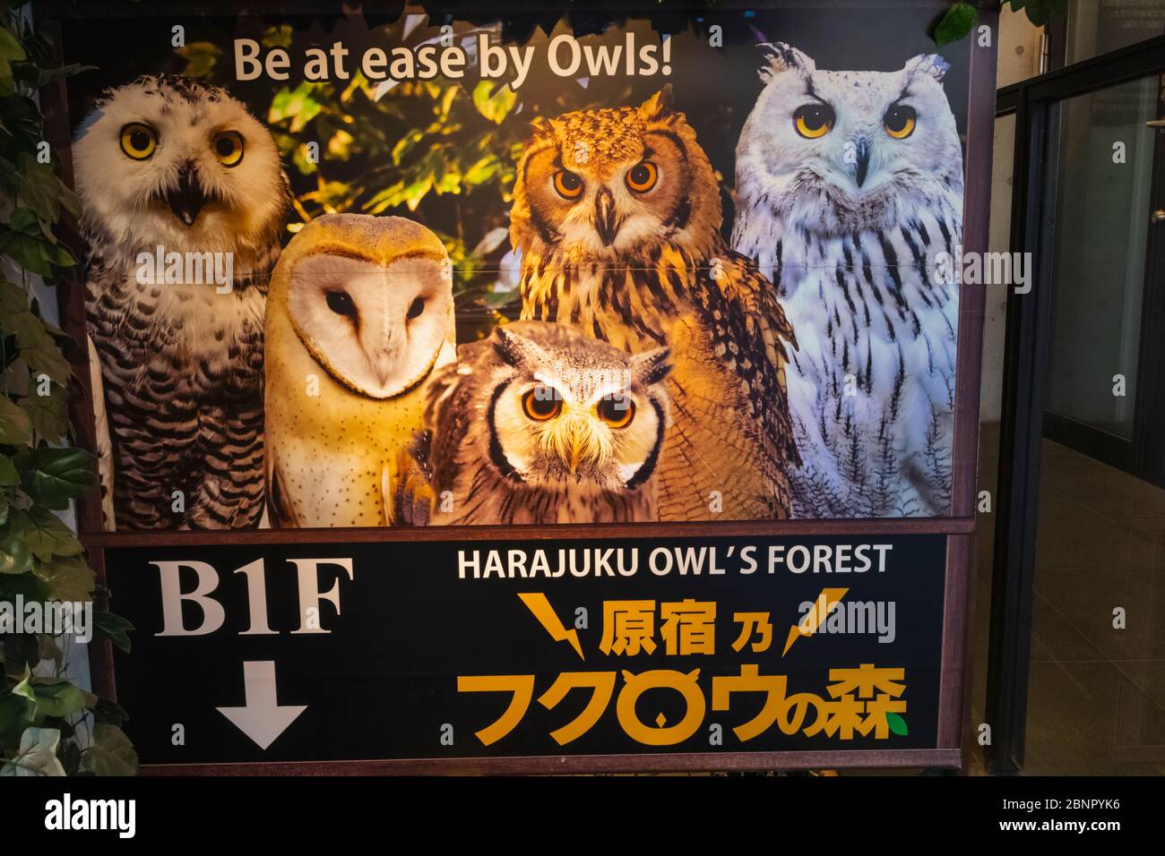 Japan, Honshu, Tokio, Harajuku, Takeshita Dori, Owl Cafe Sign Stockfoto